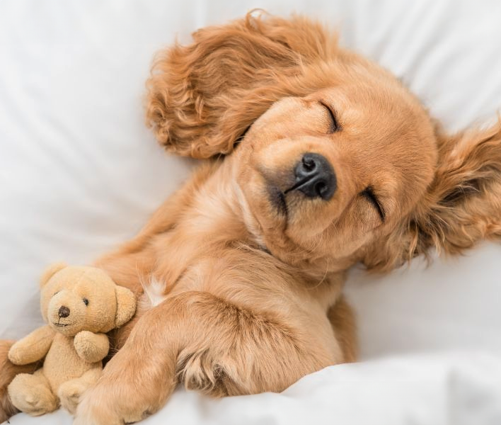 How to Use CBD to Calm an Overly Hyper Pet When Guests Visit