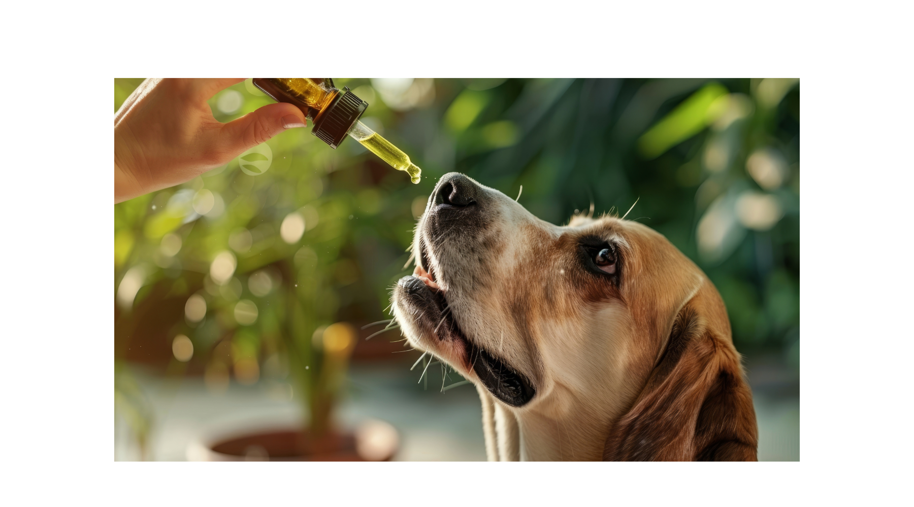 How CBD Supports Pets' Mobility and Joint Health: Natural Relief for Dogs and Cats
