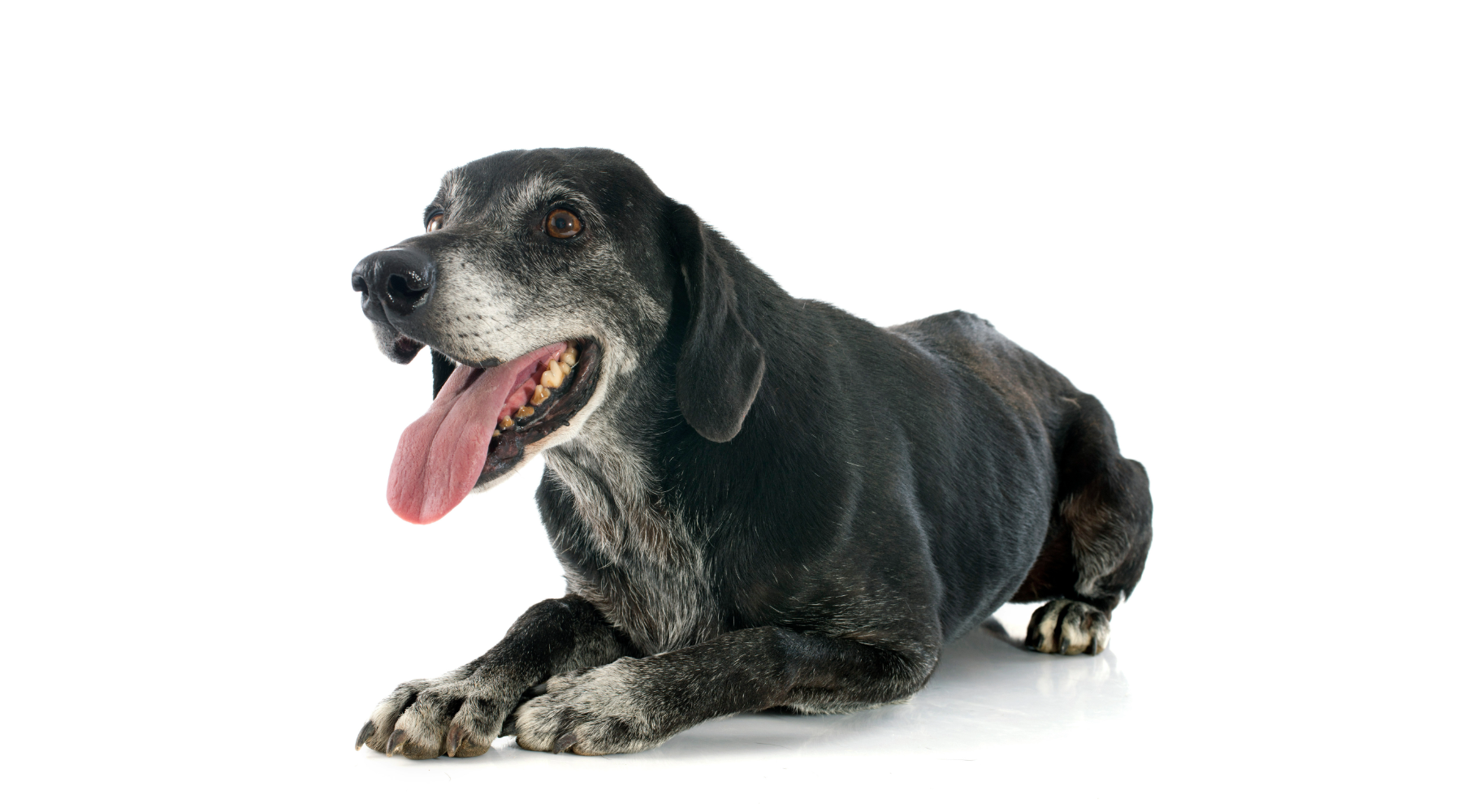 How CBD Treats Like JoyPets Chewies & Softies Help Senior Dogs Thrive