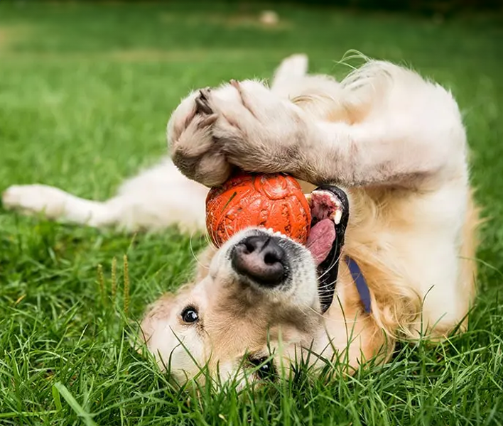 How to Keep Your Pets Active: Fun Ways to Promote Exercise and Wellness