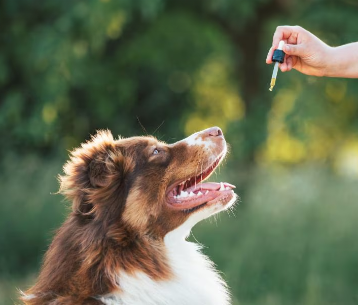 How to Use CBD Tinctures for Pets: A Simple Guide for Pet Owners